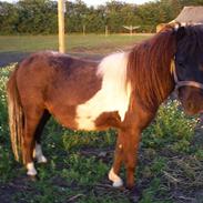 Miniature Stald Nino`s Mr. X Small