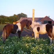 Miniature Stald Nino`s Mr. X Small