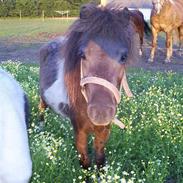 Miniature Stald Nino`s Mr. X Small