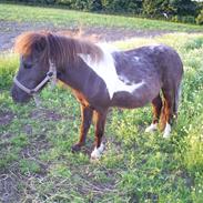 Miniature Stald Nino`s Mr. X Small