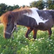 Miniature Stald Nino`s Mr. X Small