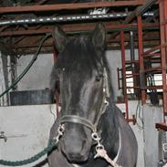 Anden særlig race Balou