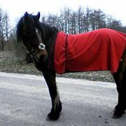 Irish Cob           Aisling *video*