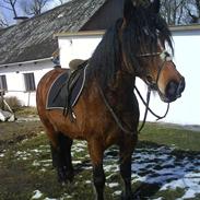 Irish Cob           Aisling *video*