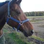 Trakehner Rochy