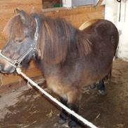 Shetlænder †Pælle R.I.P†