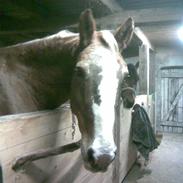 Anden særlig race Lape`Lome *Part* SOLGT