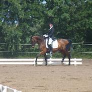 Trakehner Faust E 