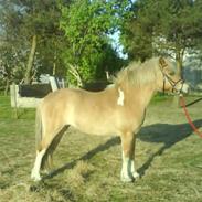 Anden særlig race Kaja