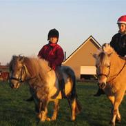 Shetlænder Sunny :)