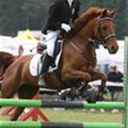 Hollandsk Sportspony Shakira R.S