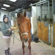 Hollandsk Sportspony Shakira R.S