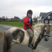 Shetlænder Sunny :)