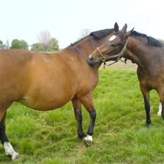 Holstener Cissè Qnego Z