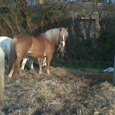 Haflinger **Miss Sunshine**