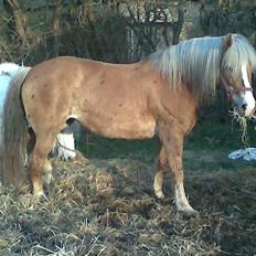 Haflinger **Miss Sunshine**