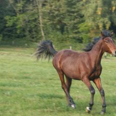 Anden særlig race Kings Champion. ( SOLGT )