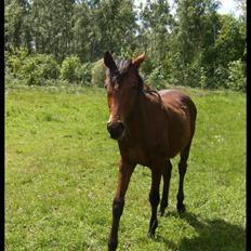 Anden særlig race Kings Champion. ( SOLGT )