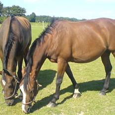 Holstener Cissè Qnego Z