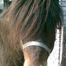 Islænder Dansarí frá Fjalli