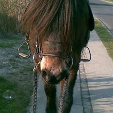 Islænder Dansarí frá Fjalli