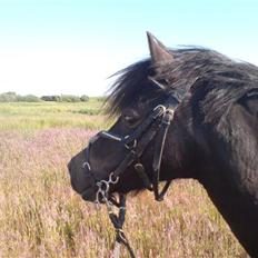 Welsh Pony (sec B) Blackie