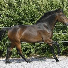 New Forest Elmholts Ideal   (SOLGT)