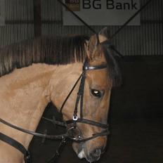 Anden særlig race Frk Smilla SOLGT