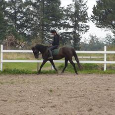 Welsh Cob (sec D)  - Amira (SOLGT)