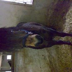 Islænder Dansarí frá Fjalli