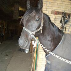 Traver Sæby Black Play (s)