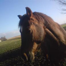 Anden særlig race Ricko