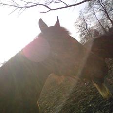 Anden særlig race Ricko