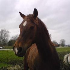 Anden særlig race Ricko