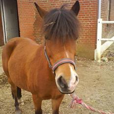 Anden særlig race Musse<3