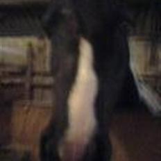 Pinto Solvangs Prinsesse Dina