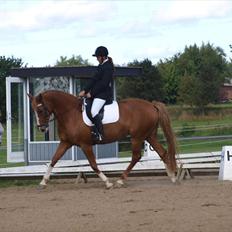 Dansk Varmblod Lindegaardens maybelline