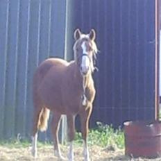 DSP Stald Nino`s Calido