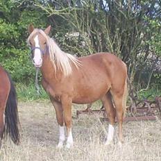 DSP Stald Nino`s Calido