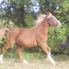 DSP Stald Nino`s Calido