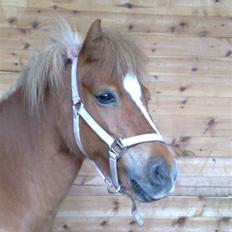 Shetlænder Lunderskovs Miss Soffie