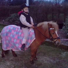 Shetlænder Lunderskovs Miss Soffie