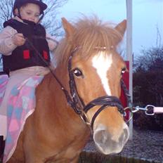 Shetlænder Lunderskovs Miss Soffie