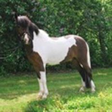 Anden særlig race Anton ( solgt)