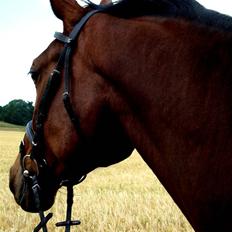 Dansk Varmblod Lucini    (SOLGT)