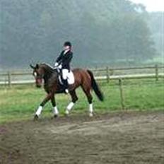 Dansk Varmblod Lucini    (SOLGT)