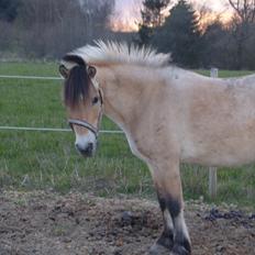 Anden særlig race - Bullit †