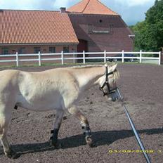 Fjordhest Dior **solgt/Efterlyses**