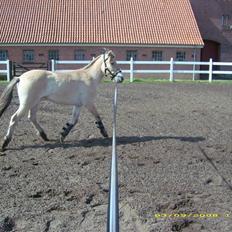 Fjordhest Dior **solgt/Efterlyses**