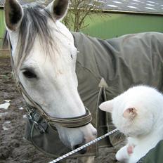 Dansk Varmblod Ronaldo